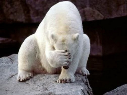 Facepalm-polarbear